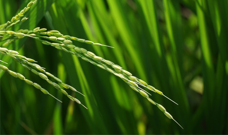 Mangzhong: Uma época de colheita e ação ecológica